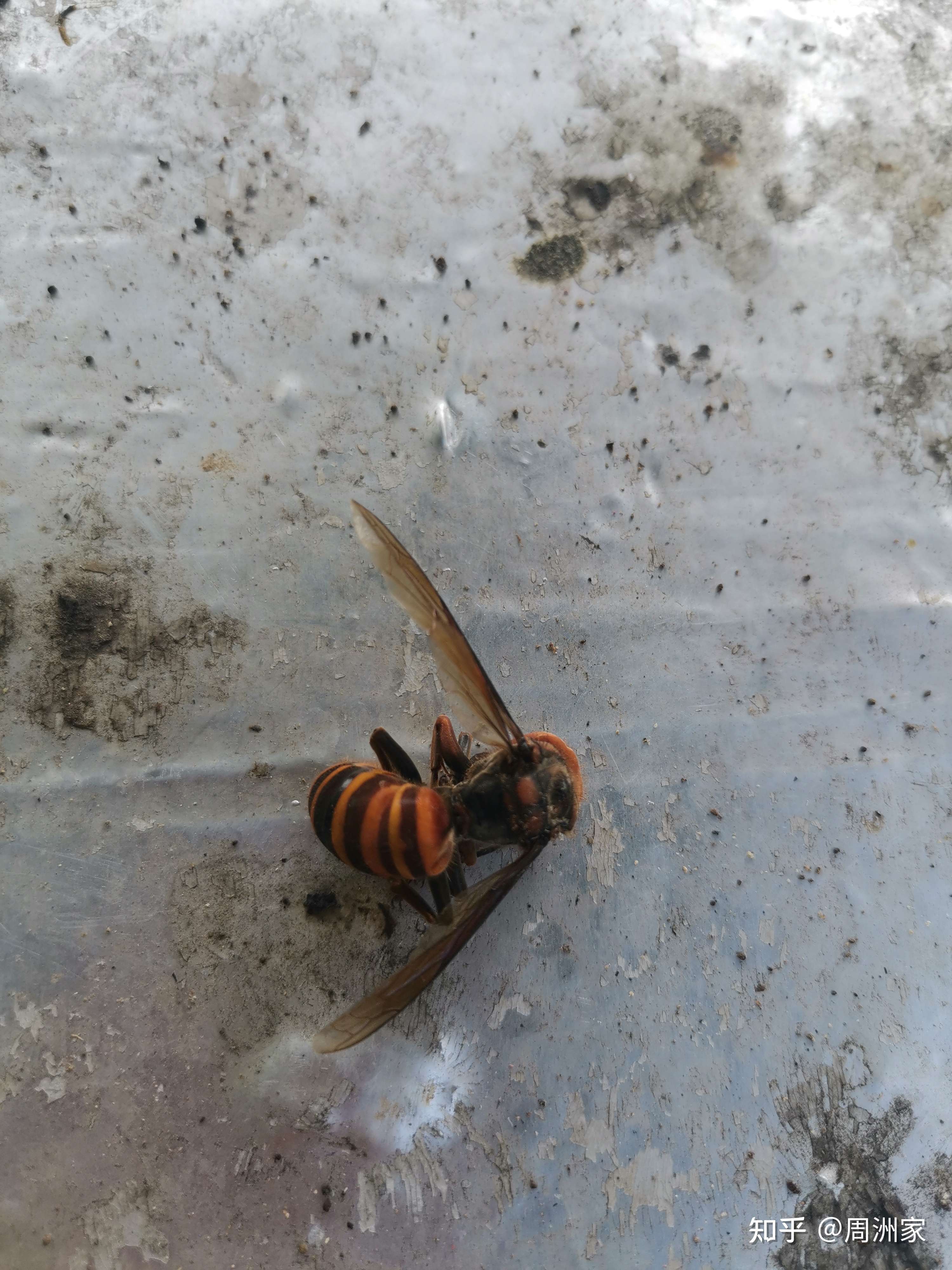 周洲家 的想法: 出去送了下蜂蜜,回来金环胡蜂就把蜜蜂咬… - 知乎