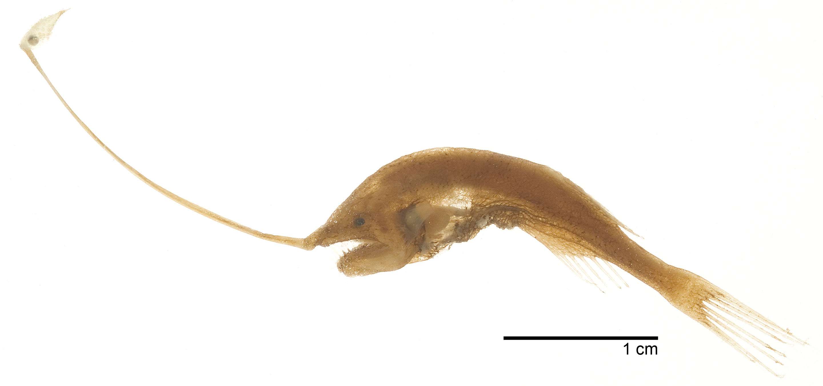 ultimostomias 的想法: 巨棘角鮟鱇科的梵氏巨棘角鮟鱇gigantacti