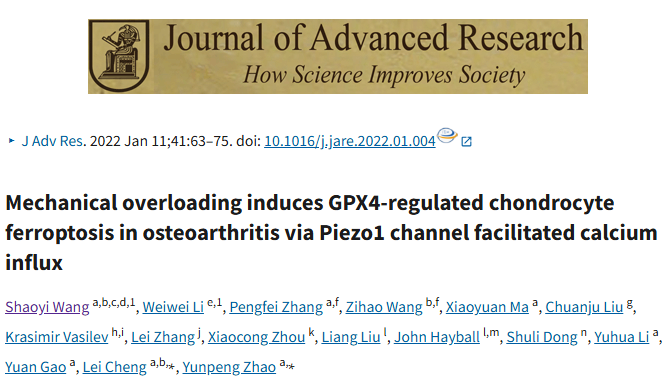 機械超負荷通過 Piezo1 通道促進鈣內流誘導骨關節炎中 GPX4 調節的軟骨細胞鐵死亡 機械超負荷通過 Piezo1 通道促進鈣內流誘導骨關節炎中 GPX4 調節的軟骨細胞鐵死亡