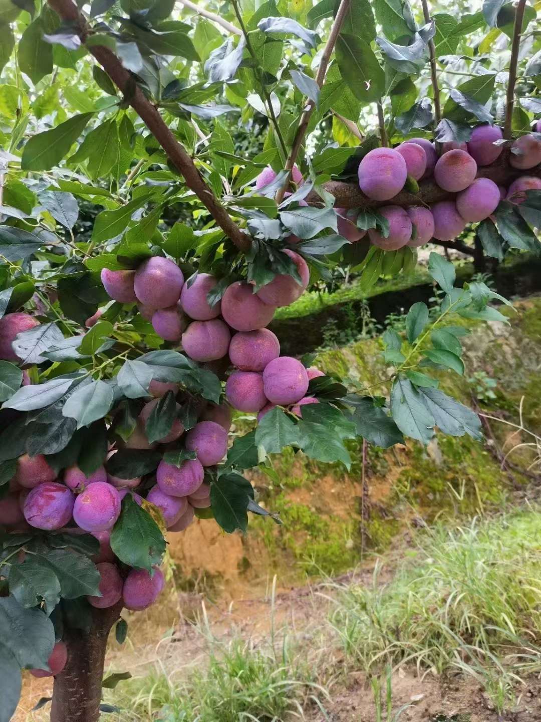 国国国 的想法: 高山芙蓉李 | 自家种的水果,挂果了,一… - 知乎