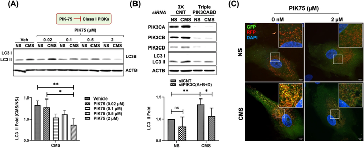 I 類磷脂酰肌醇3-激酶（PI3Ks）激活小梁網(wǎng)細(xì)胞中拉伸誘導(dǎo)的自噬