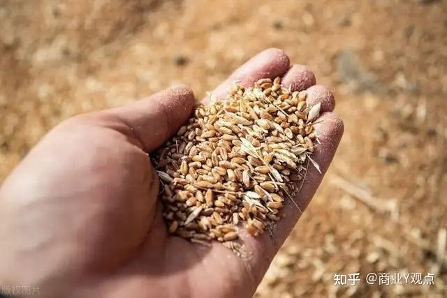 河南省小麦产量占全国总产量 1/4，位居全国第一，此次降雨天气对新麦产量和质量以及价格影响如何？