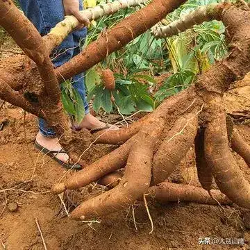 木薯粉是什么东西（木薯粉的制作过程详解）