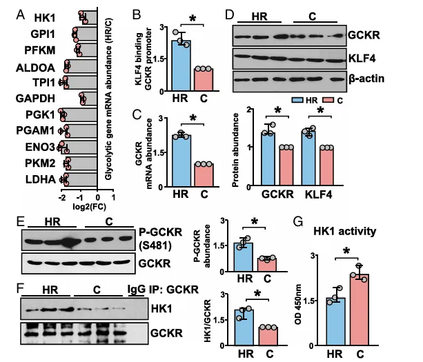 KLF4 和 AMPK 在內皮細胞中脈動切應力抑制糖酵解過程中的作用 KLF4 和 AMPK 在內皮細胞中脈動切應力抑制糖酵解過程中的作用