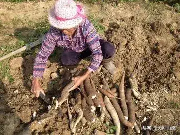 木薯粉是什么东西（木薯粉的制作过程详解）