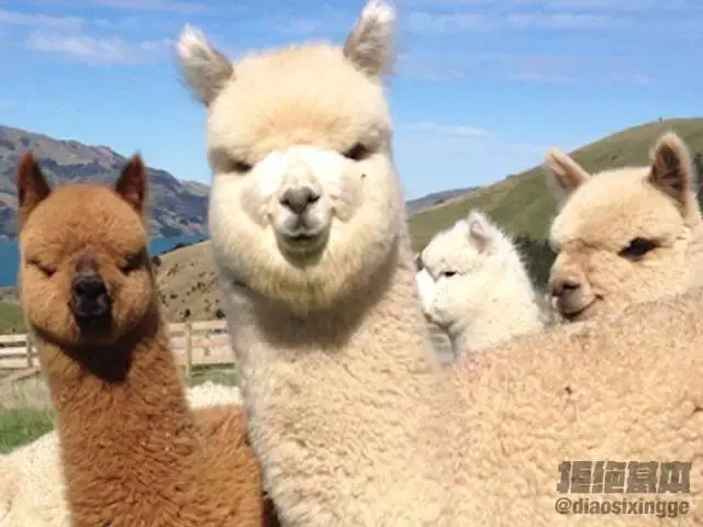 alpaca llama