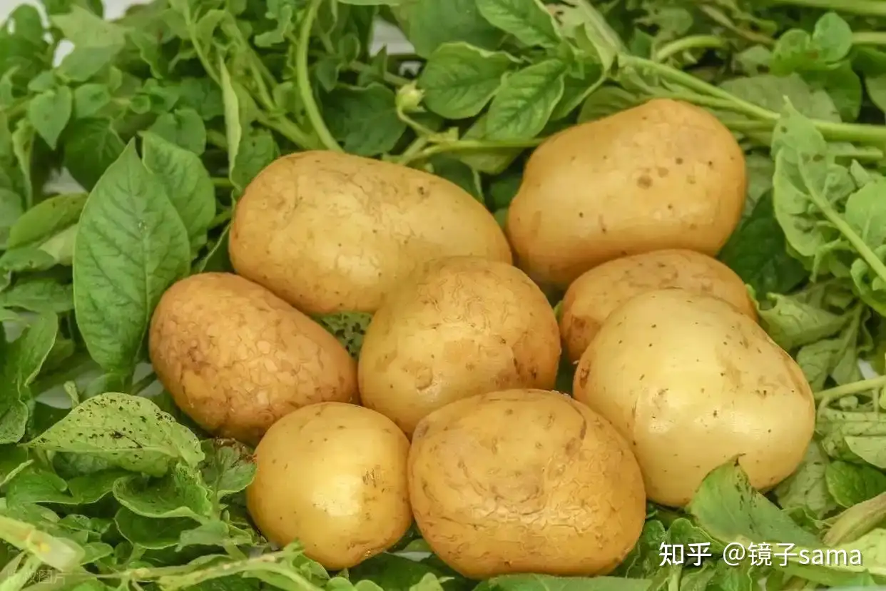 为什么全世界很多地方把土豆当口粮，中国人却更爱把它当菜？