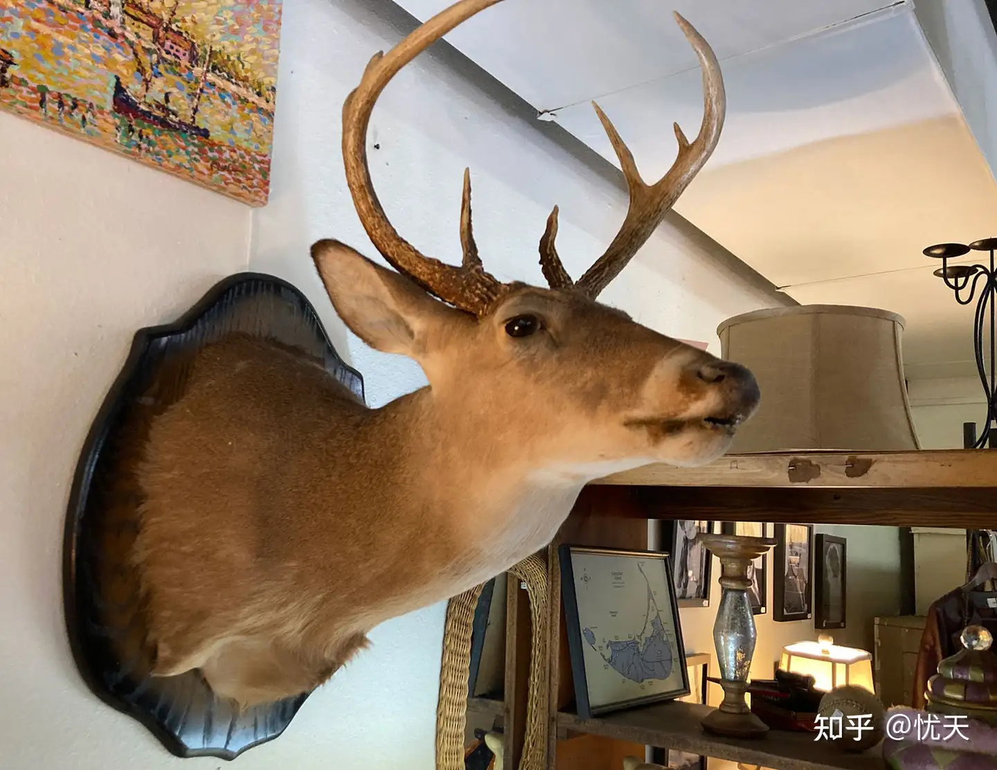 为何西方人喜欢在家里挂一个动物头的标本？