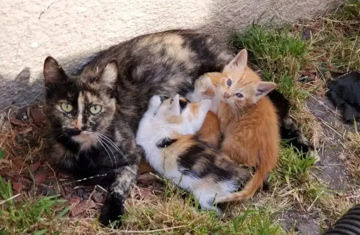 猫妈妈会想念自己的小猫吗? - 知乎