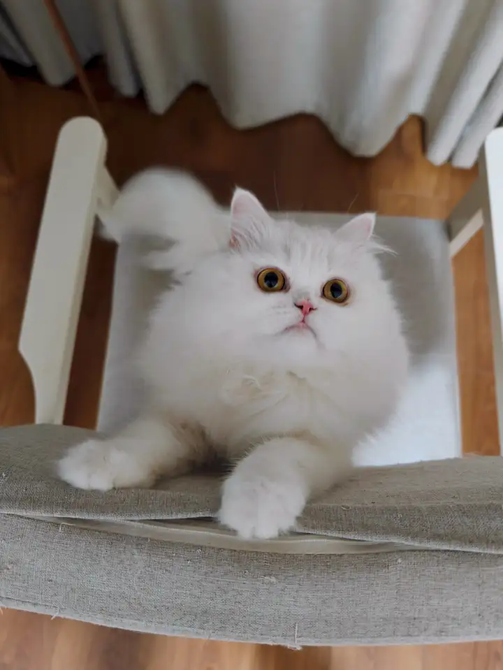 家养宠物猫的家庭,外出旅行怎么办? - 知乎