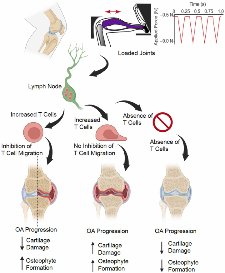 關節機械負荷調節淋巴結中的 T 細胞以調控骨關節炎