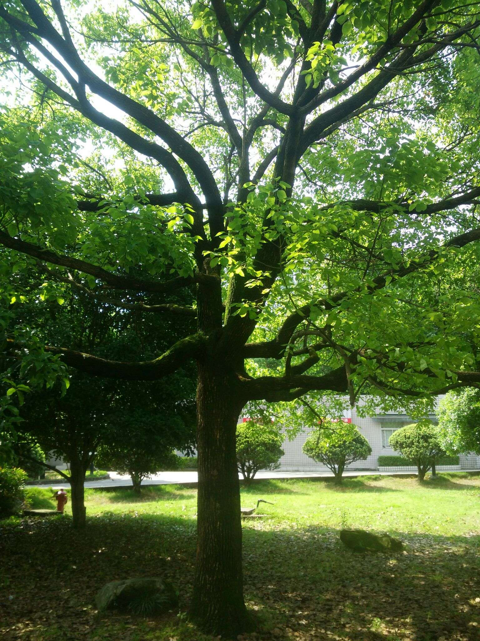 这是一棵健康的香樟树,胸径一个大人能勉强合抱过来,树龄虽不清楚,但