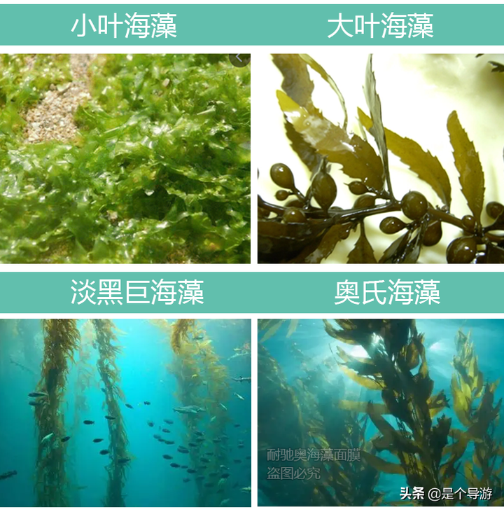 海藻面膜哪个牌子好？海藻面膜是智商税吗