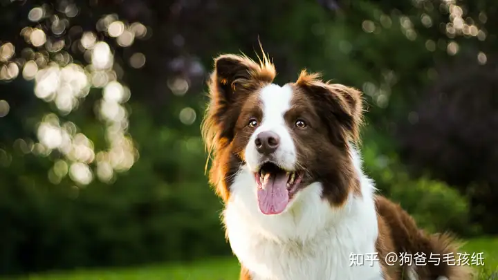 边境牧羊犬有哪些缺点?”