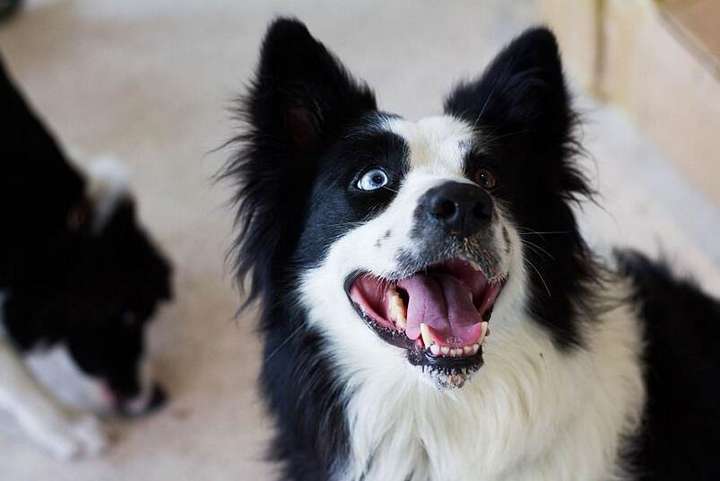 十大聪明犬排名 十大适合家养的狗