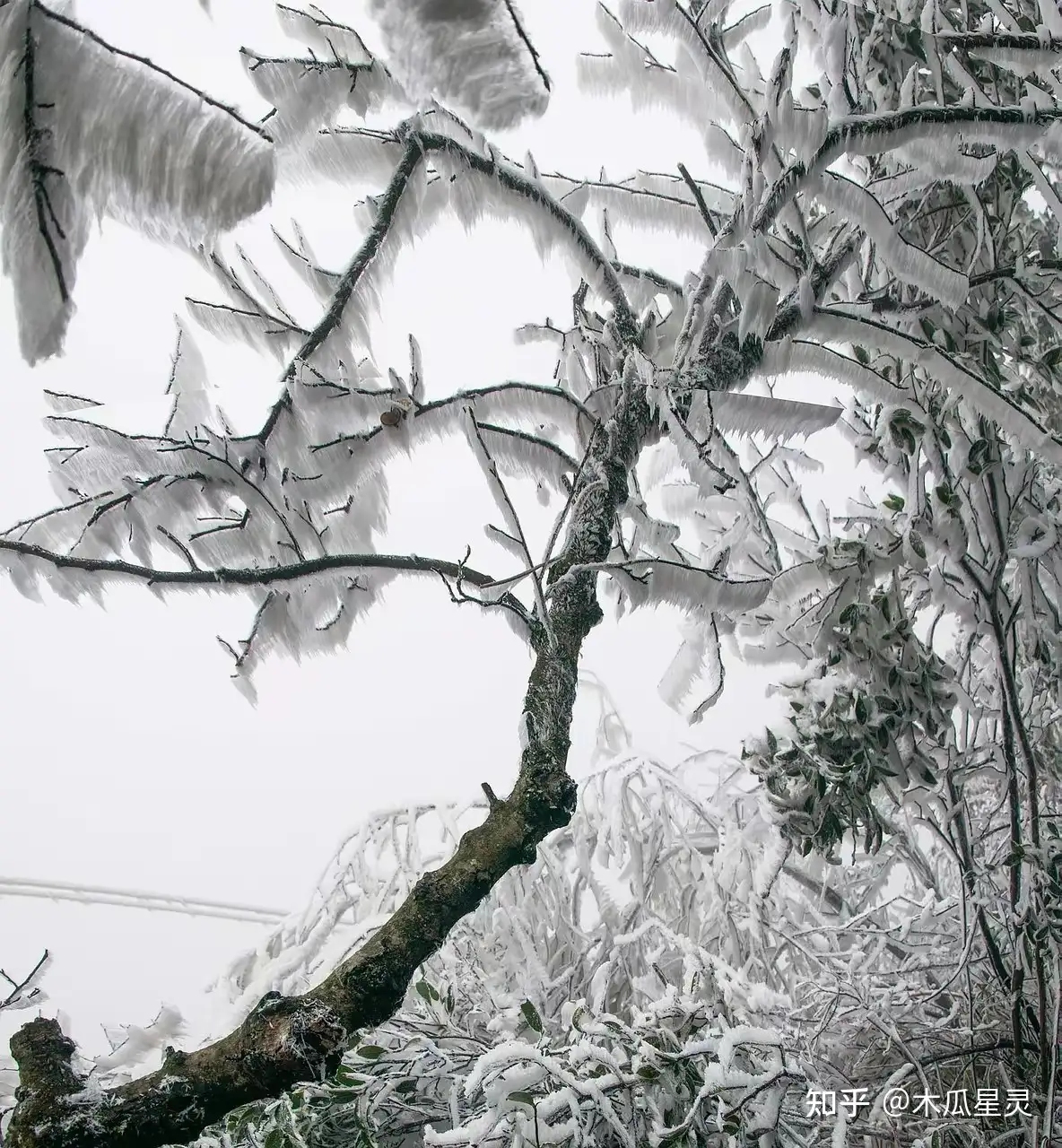 有哪些描写「雪花」的诗词值得分享？ - 木瓜星灵的回答- 知乎