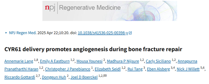 血管生成誘導(dǎo)因子61（CYR61）遞送促進骨折修復(fù)過程中的血管生成