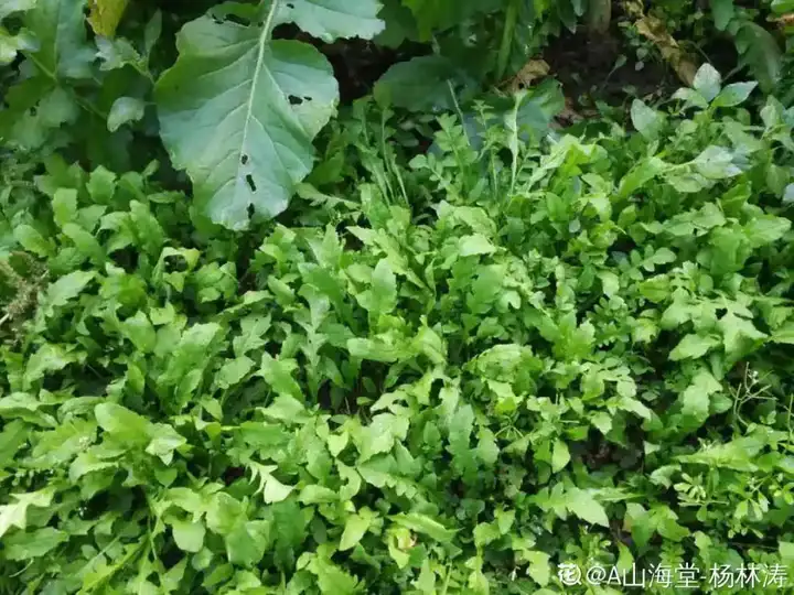 野菜的种类和图片大全名称（38种野菜图片大全）