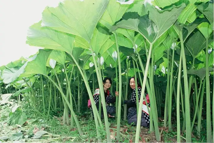 人类见证过生物的进化吗？