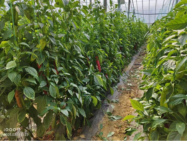 “AI二氧化碳农业系统”助力大棚农业高质量发展重塑绿色经济(图9)