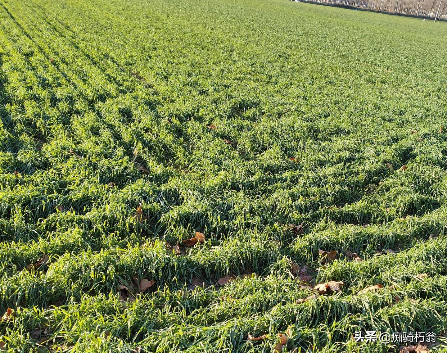 图片[3]-小麦生长关键期管理措施-乐学小窝