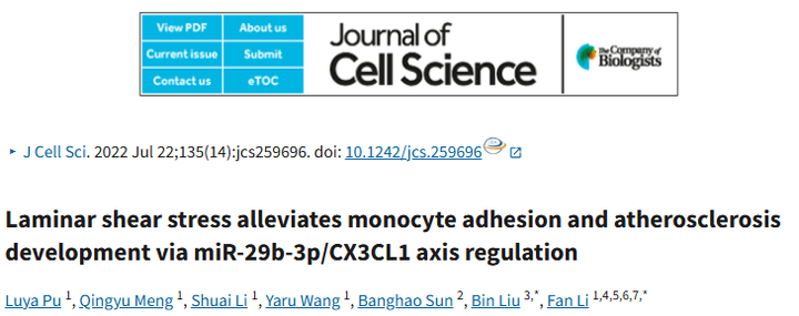 層流剪切應力通過調控 miR - 29b - 3p/CX3CL1 軸減輕單核細胞黏附及動脈粥樣硬化發展 層流剪切應力通過調控 miR - 29b - 3p/CX3CL1 軸減輕單核細胞黏附及動脈粥樣硬化發展