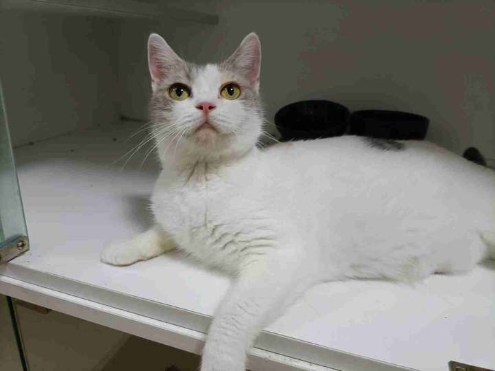 给英短净梵三花(母猫)找配偶,找什么品种的生出来宝宝好看?