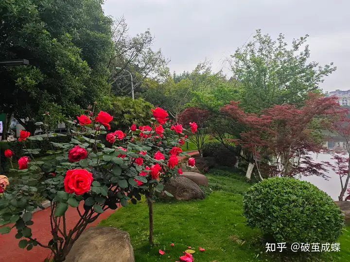 老师一辈子不评职称会怎样？