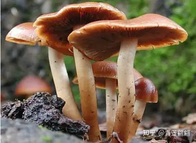 菌藻类食物营养丰富您家怎么吃菌菇和海藻呀