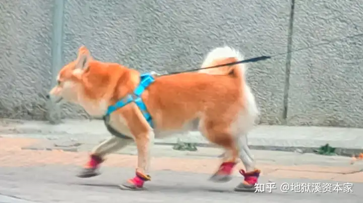 狗,狼,狐狸,郊狼,豺如何区分? - 知乎