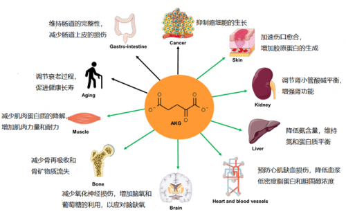 NMN之后又一不老神药？新加坡抗衰国师力荐的AKG真的有用吗？