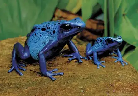 Poison dart frog