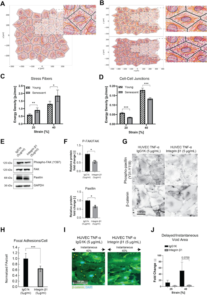 拉伸誘導的內皮細胞單層損傷