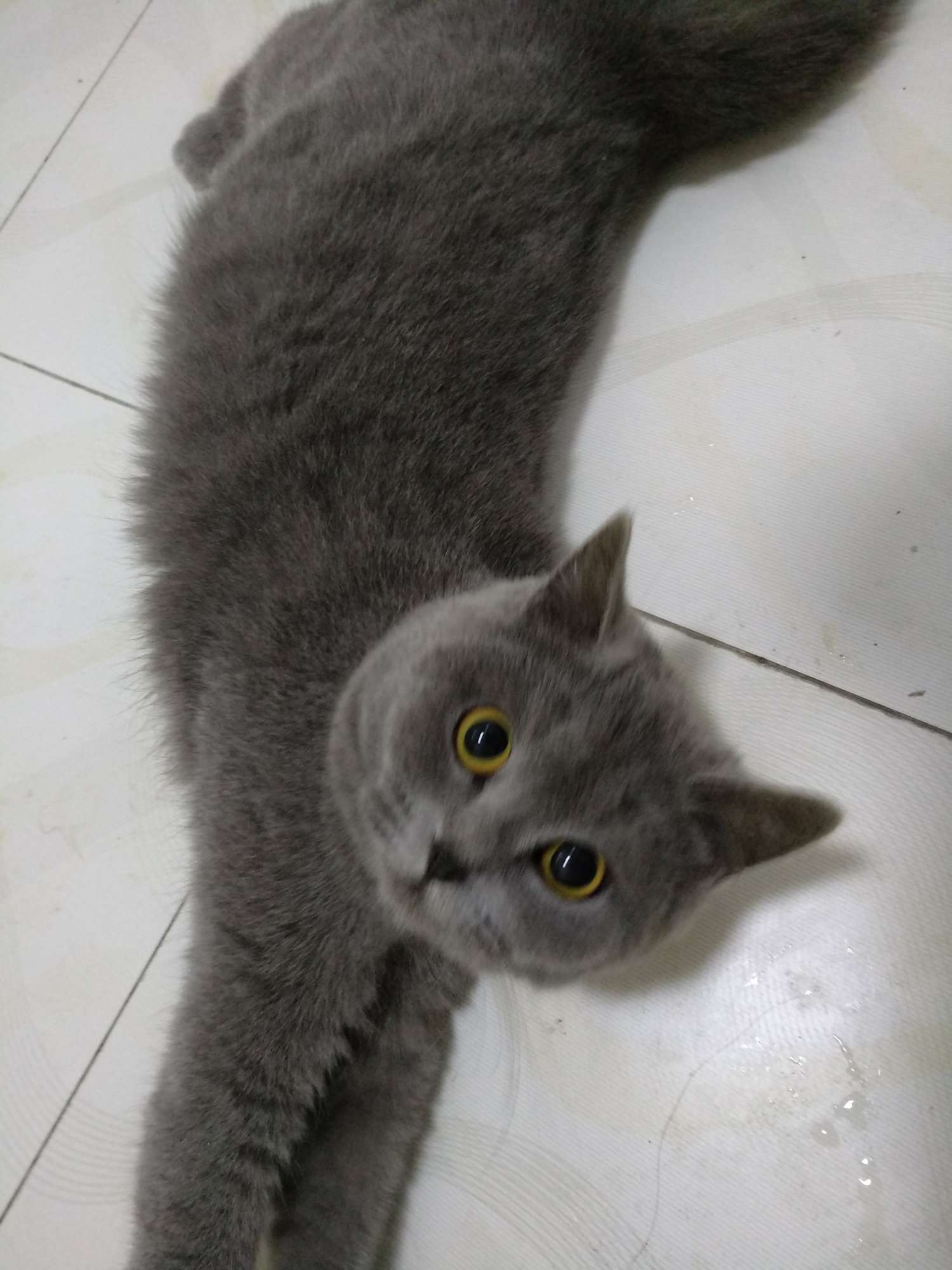 董小姐 的想法: 想养蓝猫(大脸猫)的人吗?自家养的,由于… - 知乎