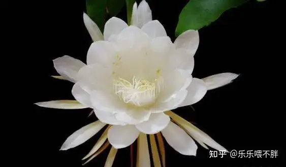有哪些花是晚上盛开的? - 知乎