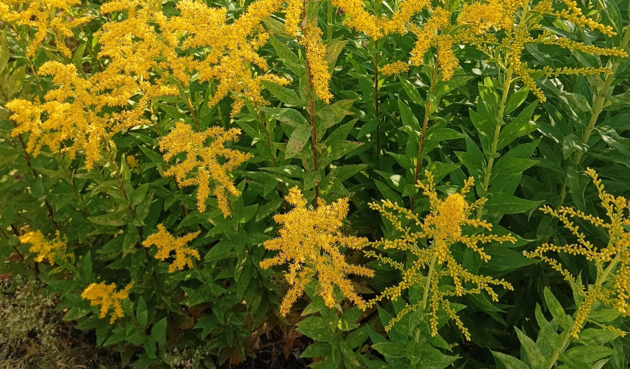 图片[2]-繁殖速度极快的入侵动植物及其特性说明-墨铺