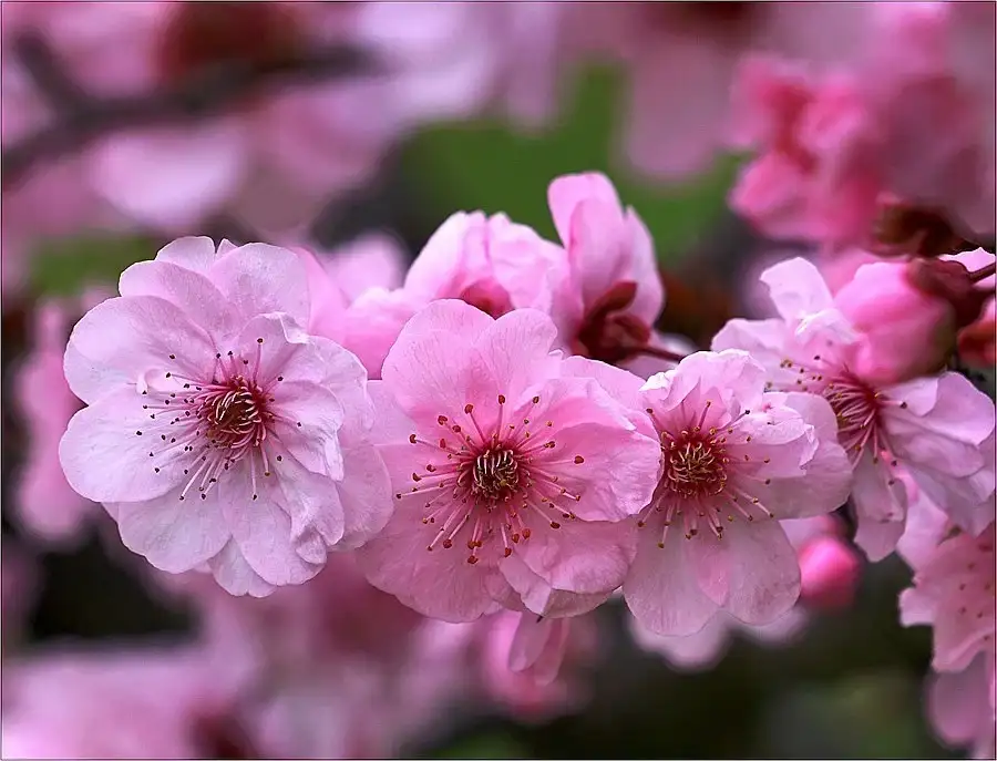 想到含有“花”的古诗词有哪些? - 知乎