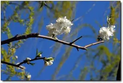 有没有照片可以用桃叶儿尖上尖柳叶儿就遮满了天来描述