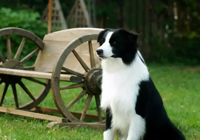 牧羊犬训练方法和技巧（边境牧羊犬怎么训练放羊）