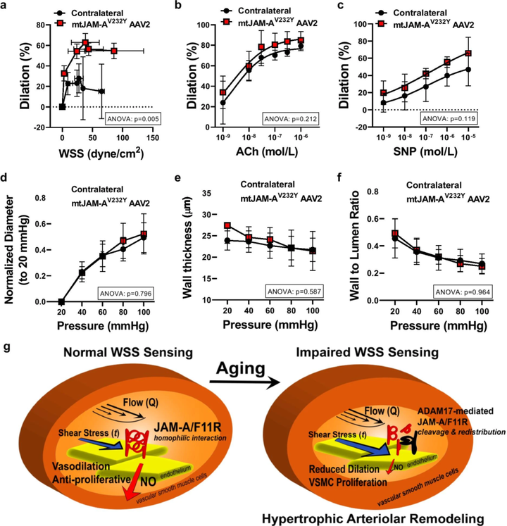 衰老誘導(dǎo)的內(nèi)皮壁面剪切應(yīng)力機(jī)械傳感受損通過去整合素-金屬蛋白酶17 脫落 連接粘附分子-A 導(dǎo)致動(dòng)脈重塑