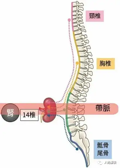 带脉的奥秘，女性的问题都在这里-人的解读