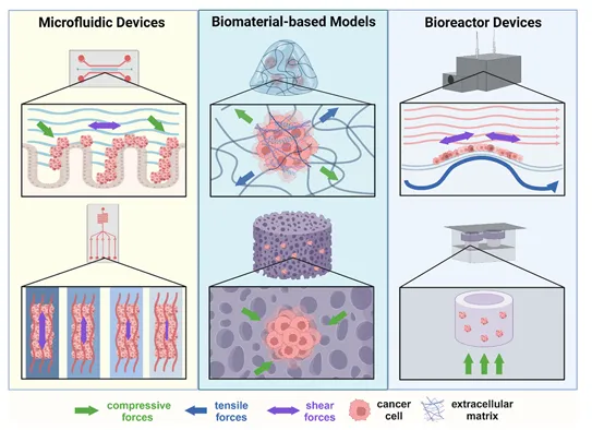 癌癥力學(xué)生物學(xué)的進(jìn)展:轉(zhuǎn)移、力學(xué)與材料 癌癥力學(xué)生物學(xué)的進(jìn)展:轉(zhuǎn)移、力學(xué)與材料