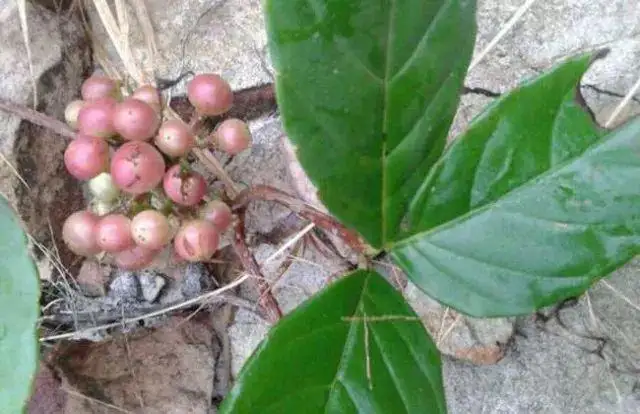 种植药材致富故事（种植药材种哪个好）