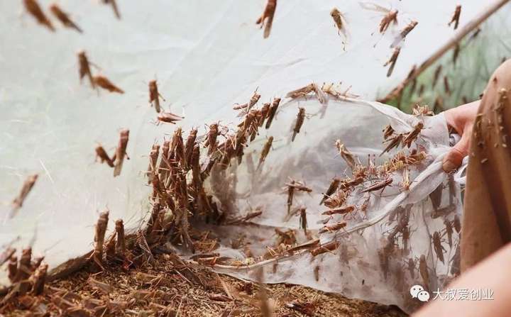 图片[3]-养殖暴利项目：蚂蚱养殖只要有空地，投2000变150万仅1年-暗冰资源网