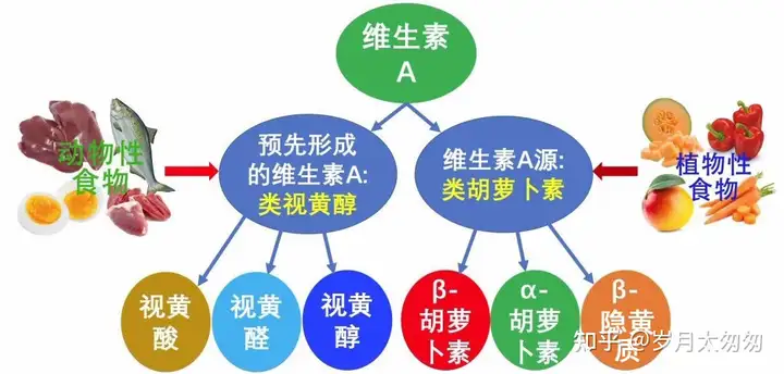 维生素A怎么补充? - 知乎