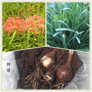 彼岸花的根长啥样? - 知乎