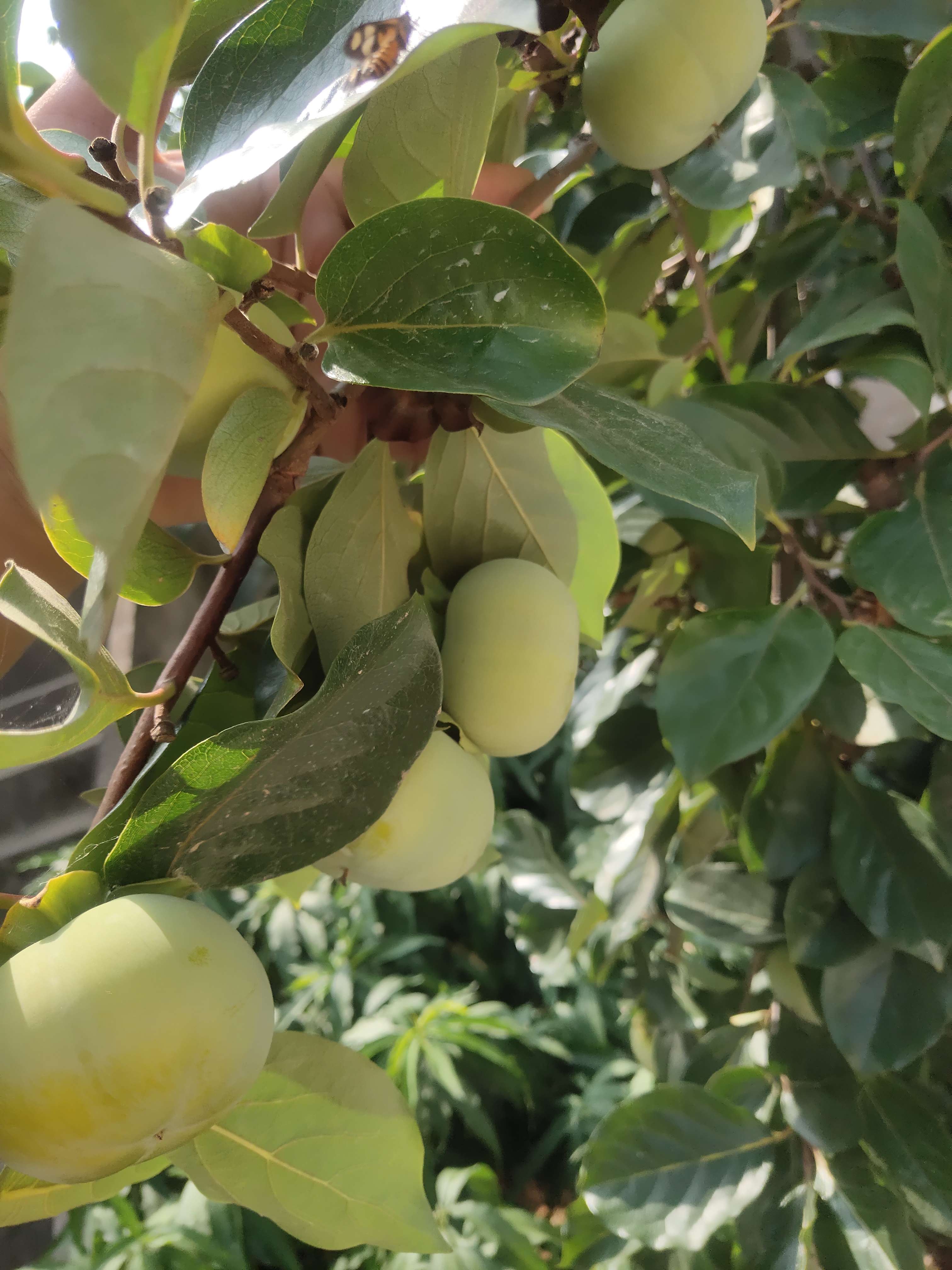 吻夜 的想法: 家 | 老家的柿子树,绿意盎然 - 知乎