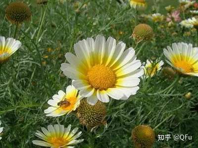 丹麦的国花是什么