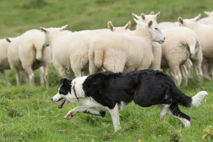 牧羊犬有哪些品种？十大牧羊犬图片