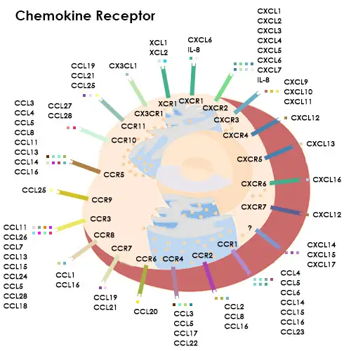 一文读懂 CCL3—免疫系统里关键的炎症趋化因子
